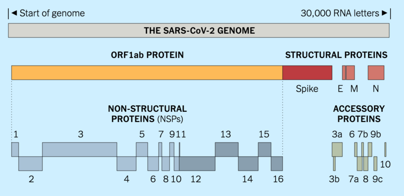 File:SARS-CoV-2 Genome.20200403.png